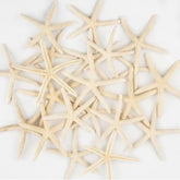 20 PCS 2-4 Inch 4-6 Inch Bulk Natural Real Starfish For DIY Crafts Wedding Beach Christmas Tree Ornaments
