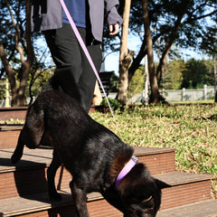 Honeycomb Embossed Dual-Color Pet Leash Set Is Stylish And Fashionable. The Embossed Surface Enhances The Leash's Grip, Preventing Slippage When Held. The Product Is Waterproof, Wear-resistant, Odor-r