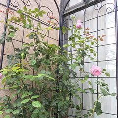 4 Pack Metal Garden Trellis For Climbing Plants Outdoor 86.7'' X 19.7'' Rustproof Plant Support Rose Trellis Netting Trellis Black