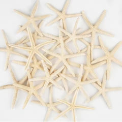 20 PCS 2-4 Inch 4-6 Inch Bulk Natural Real Starfish For DIY Crafts Wedding Beach Christmas Tree Ornaments