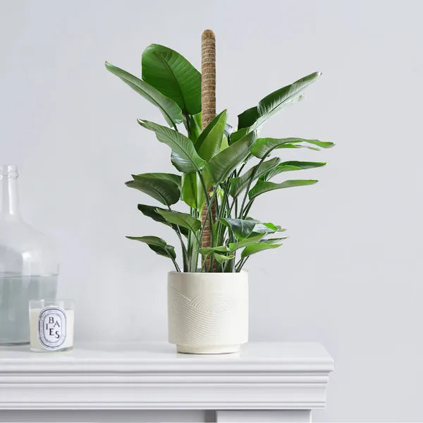 27.6inch Bendable Coconut Coir Stick With Hemp Rope The Ideal Plant Support, Natural And Eco-Friendly, Easily Create A Green Space