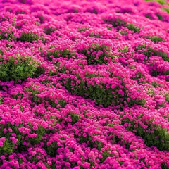 3000 Kinds Of Creeping Lavender Seeds For Planting Perennial Ground Cover Plants And Heirloom Flowers. Seeds Are Planted Without Genetic Engineering3000 Kinds Of Creeping Lavender