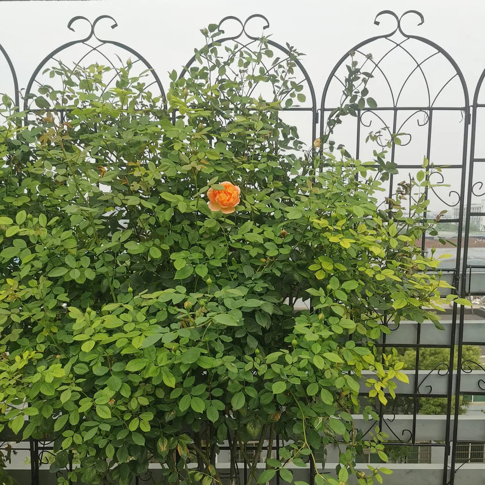 4 Pack Metal Garden Trellis 71" X 19.7" Rustproof Trellis For Climbing Plants Outdoor Flower Support